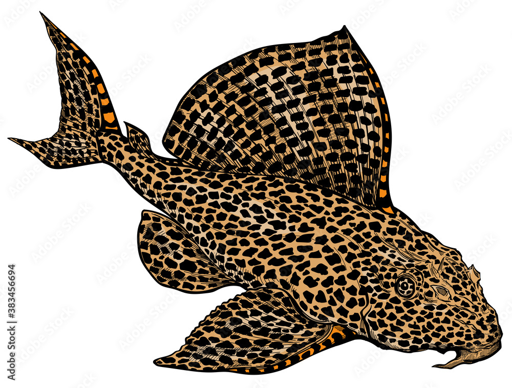 Leopard, Sailfin or Clown Pleco. Leopard Plecostomus. Suckermouth catfish. Freshwater  aquarium fish. Isolated vector illustration - obrazy, fototapety, plakaty 