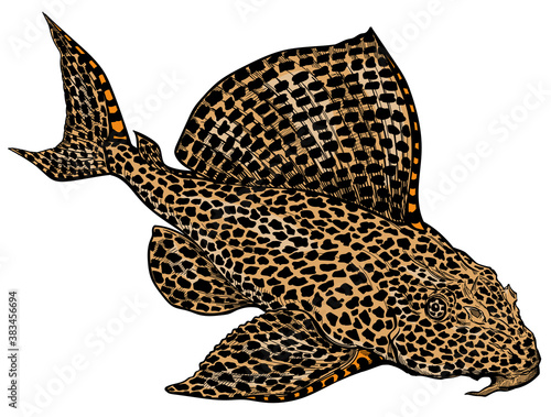 Leopard, Sailfin or Clown Pleco. Leopard Plecostomus. Suckermouth catfish. Freshwater aquarium fish. Isolated vector illustration