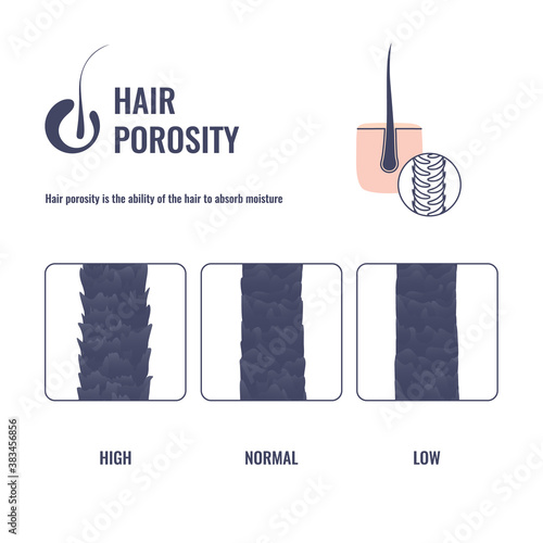 Hair porosity types classification set. Realistic hair strand with low, normal and high cuticle porosity. Anatomical structure scheme vector illustration. 