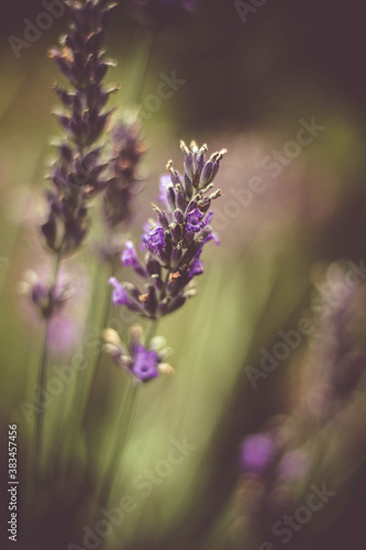 Fototapeta Naklejka Na Ścianę i Meble -  purple lavender in garden blooming