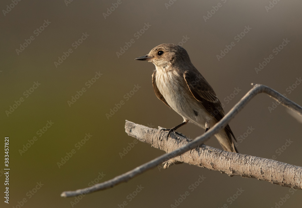 Obraz premium Closeup of a Spotted Flycatcher at Asker marsh