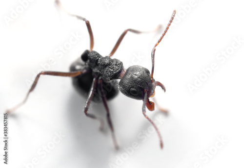 Macro Photo of Black Ant is Sitting on The White Wall