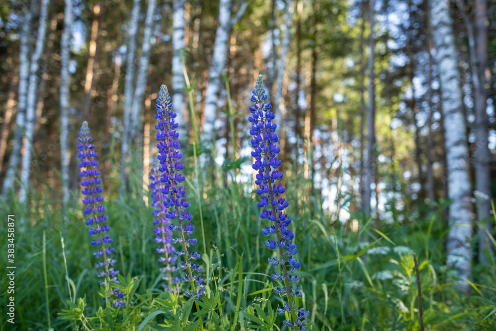 Lupins in the forest on the Bank of the Rybinsk reservoir near the village of Petrakovo. Lupins in the forest on the Bank of the Rybinsk reservoir near the village of Petrakovo.