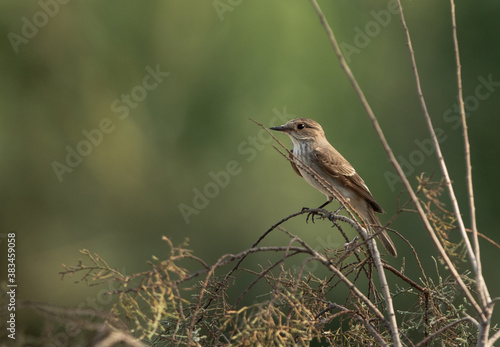 Spotted Flycatcher perched on a bush at Asker marsh