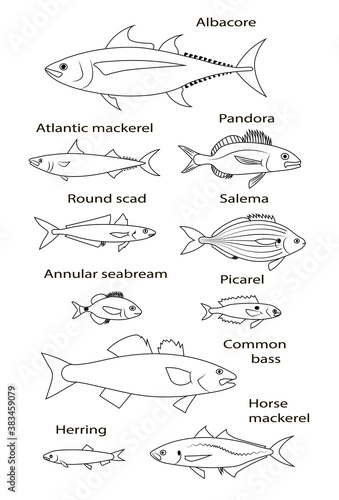 Atlantic ocean fish. Vector black outline image.
