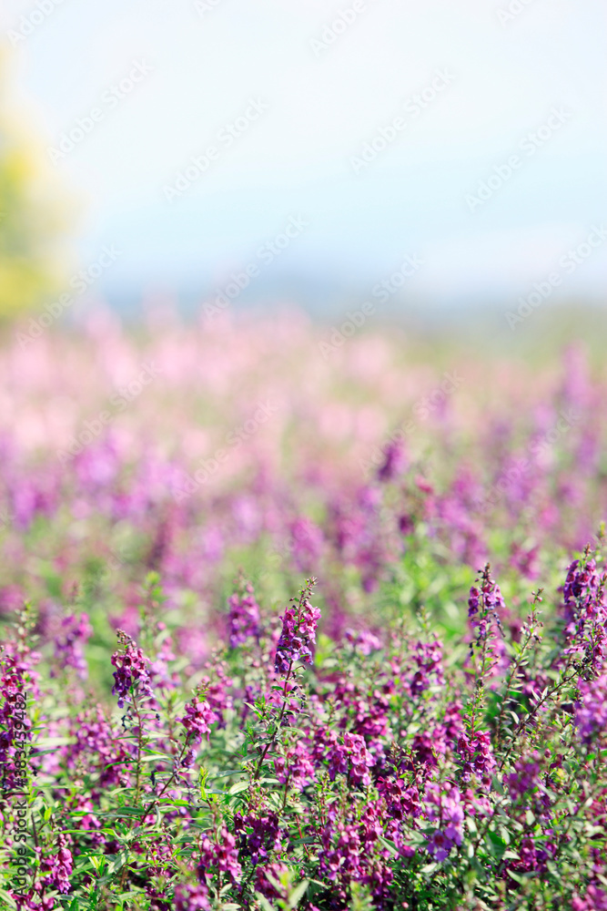 Naklejka premium サルビア