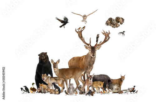 Large group of many european animals, fauna, bear, lynx, red deer, red fox, bird, rodent, isolated © Eric Isselée