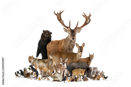 Large group of european animals, red deer, red fox, bird, rodent, wild boar, isolated