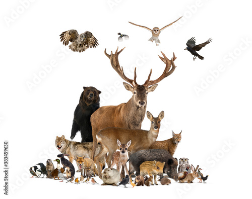 Large group of european animals, red deer, red fox, bird, rodent, wild boar, isolated