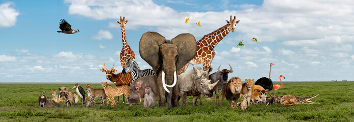 Large group of African fauna, safari wildlife animals together, in a row, isolated