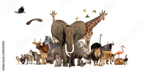 Large group of African fauna, safari wildlife animals together, in a row, isolated
