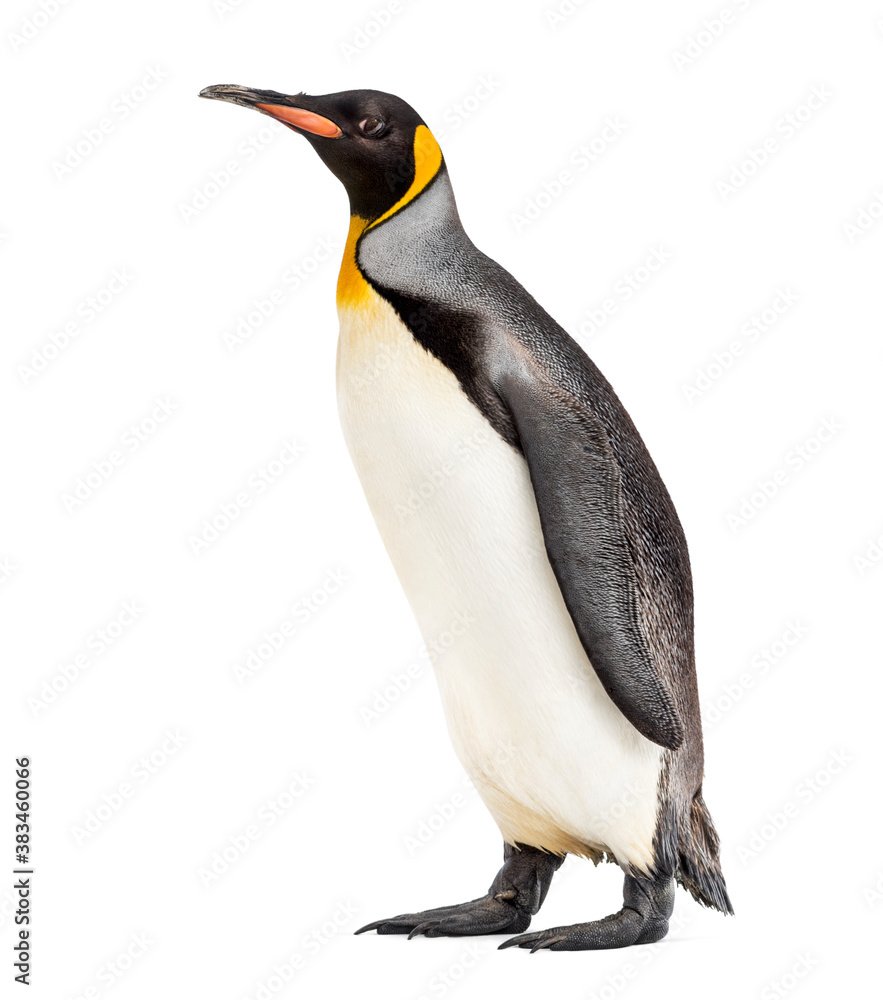 Obraz premium side view of a King penguin, isolated on white