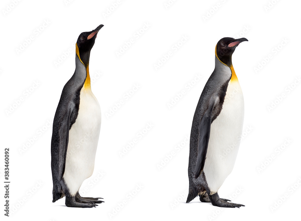 Naklejka premium Couple of King penguin isolated on white