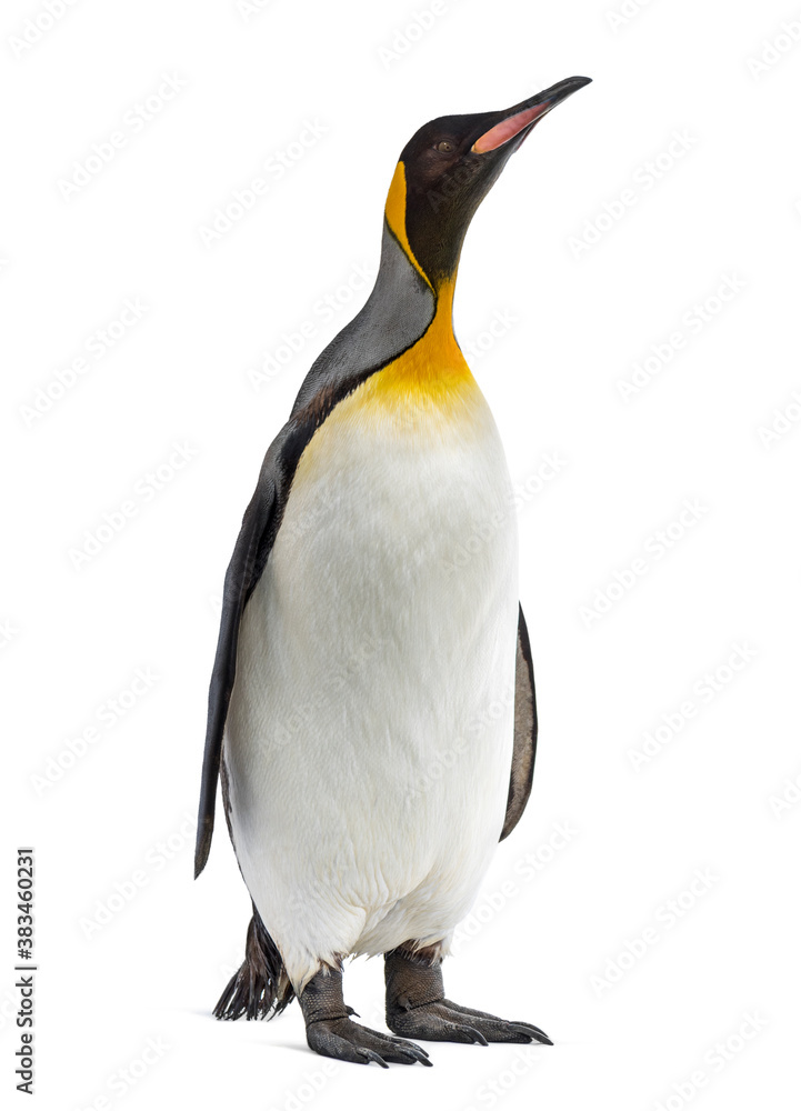Obraz premium King penguin standing in front of a awhite background