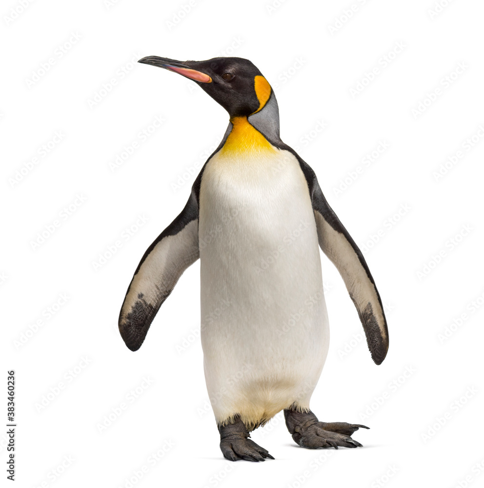 Obraz premium King penguin standing, isoletd on white