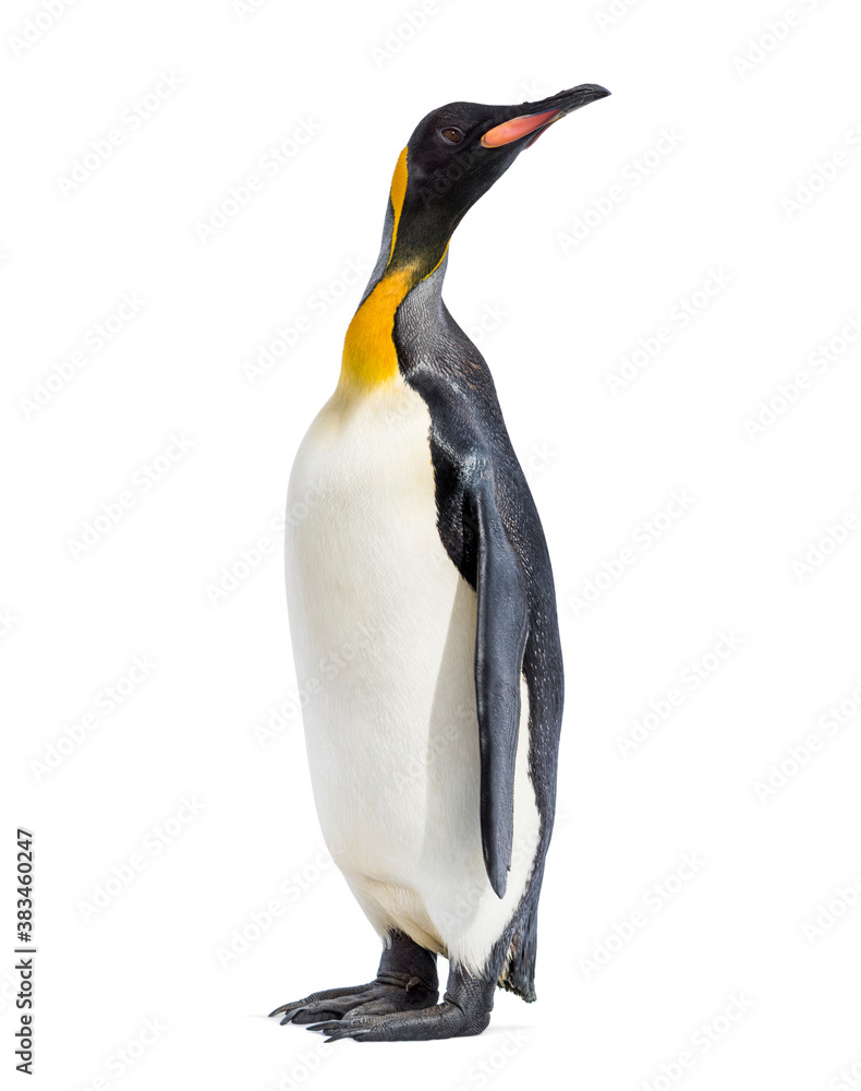 Naklejka premium King penguin standing in front of a awhite background
