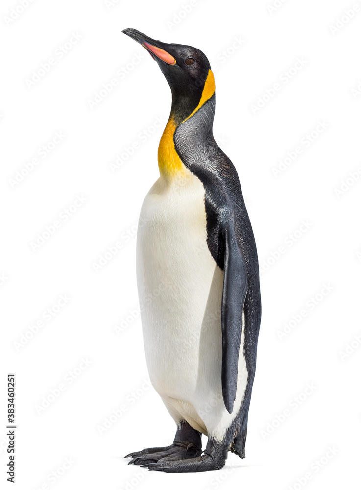 Obraz premium King penguin standing in front of a awhite background