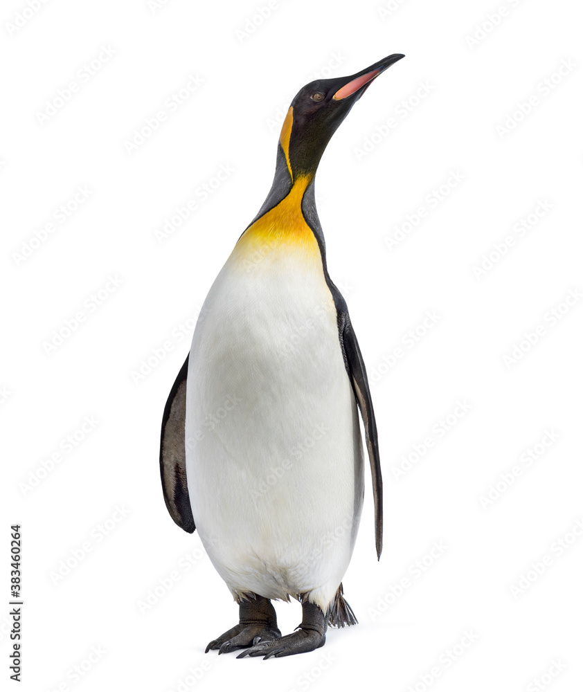 Fototapeta premium King penguin standing in front of a awhite background