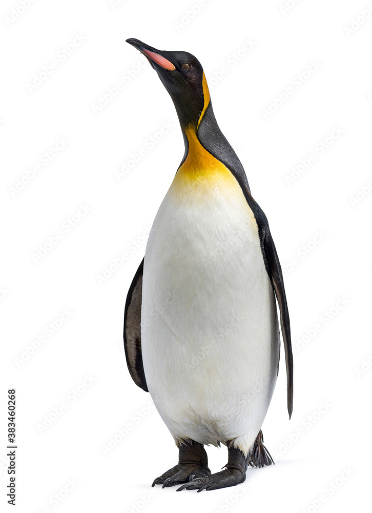 Fototapeta premium King penguin standing in front of a awhite background