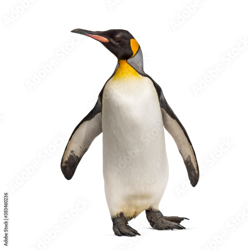 King penguin standing, isoletd on white