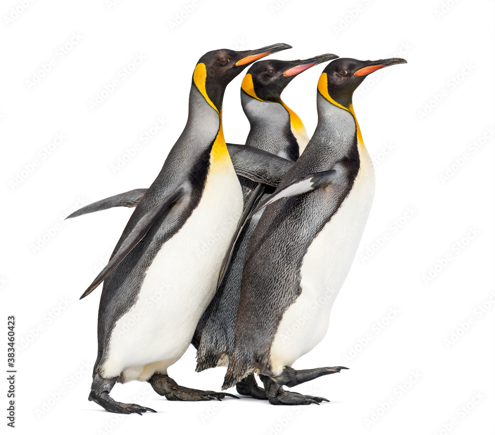 Fototapeta premium King penguins running together isolated
