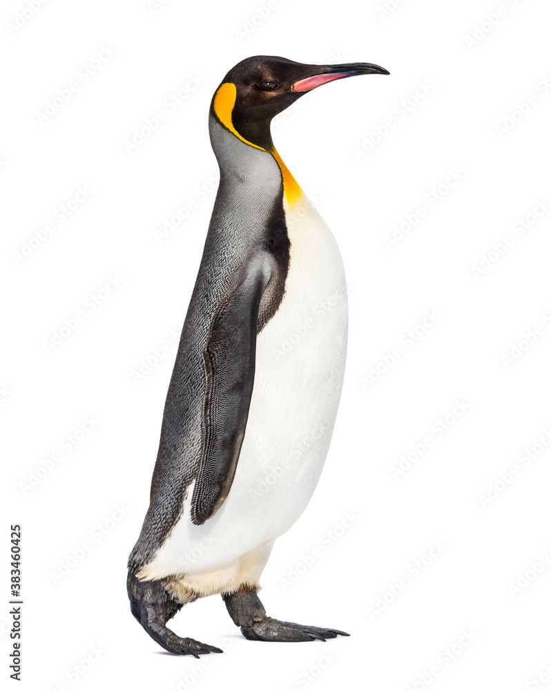 Side view of a King penguin walking, isolated on white Side view of a King penguin walking, isolated on white