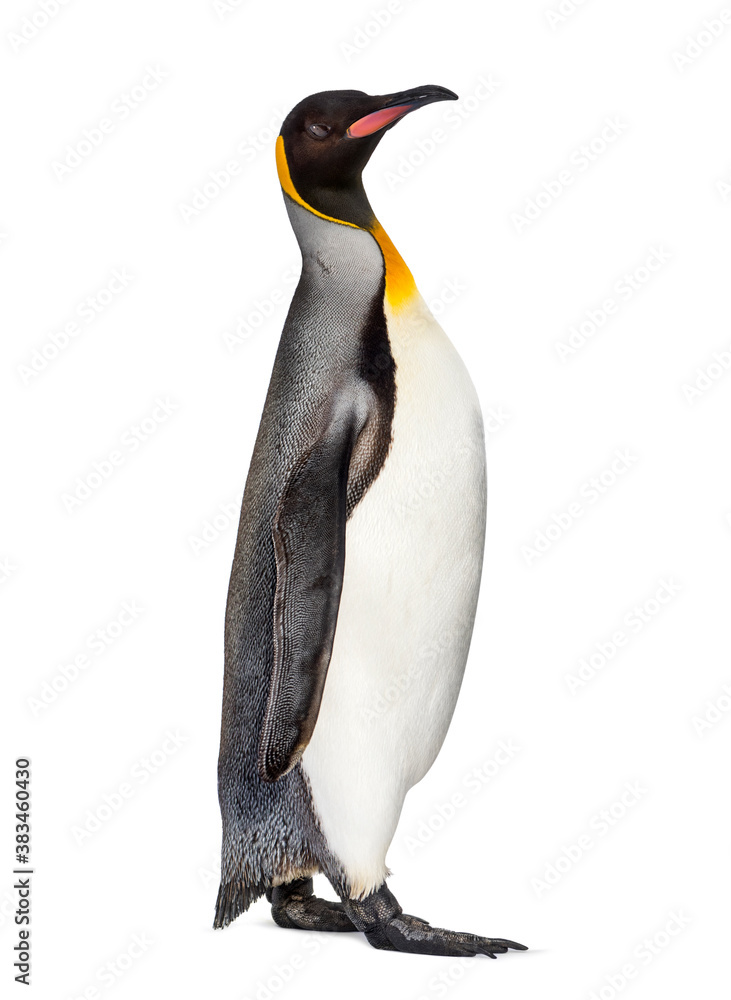 Fototapeta premium King penguin standing in front of a awhite background