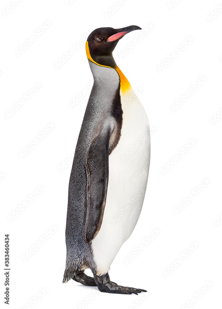 Obraz premium Side view of a King penguin walking, isolated on white