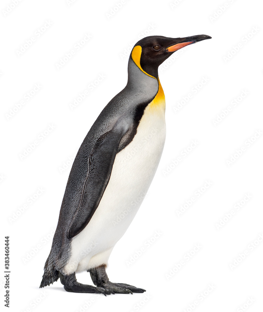 Fototapeta premium King penguin standing in front of a awhite background