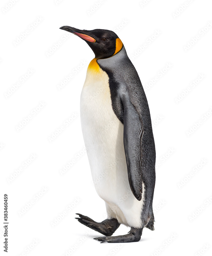Fototapeta premium Side view of a King penguin walking, isolated on white