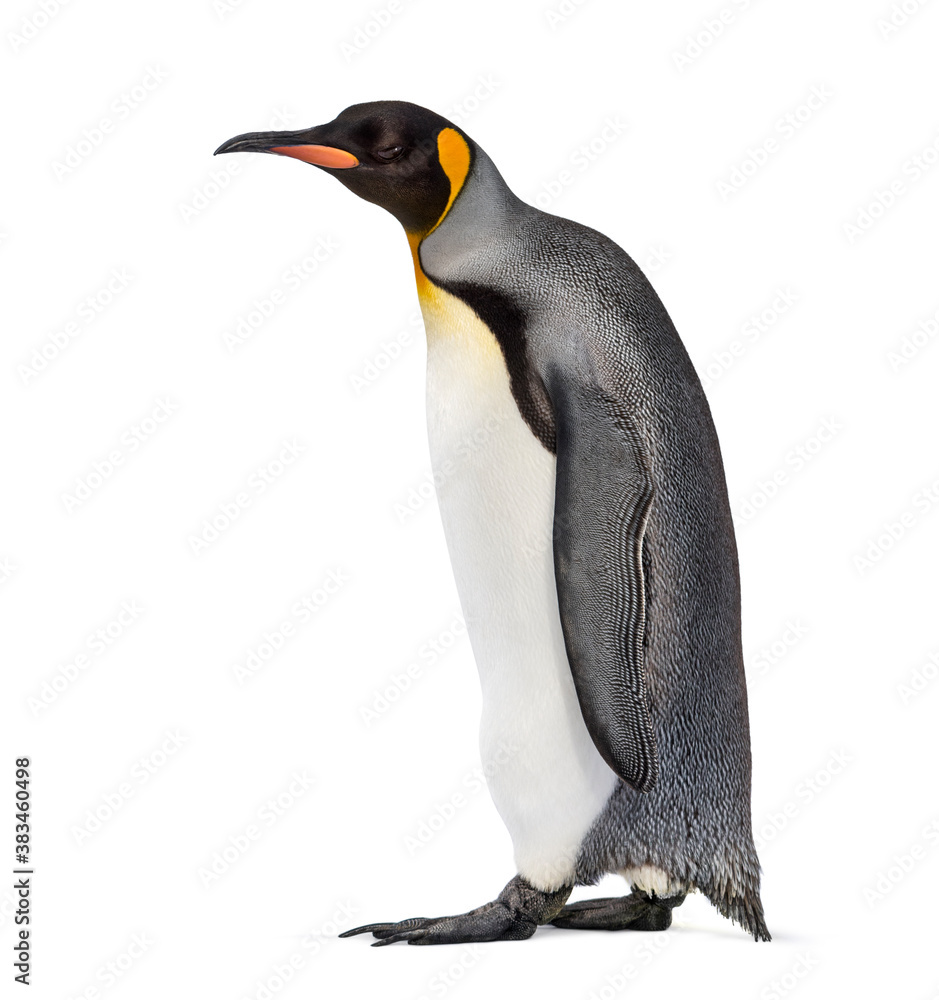 Fototapeta premium Side view of a King penguin walking, isolated on white