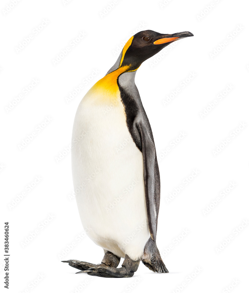Fototapeta premium King penguin looking up, isolated on white