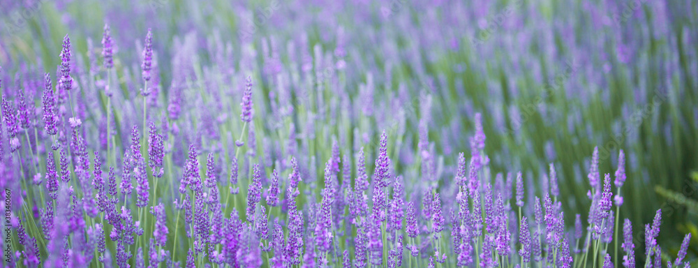 Naklejka premium Blooming violet lavender field on sunset sky.