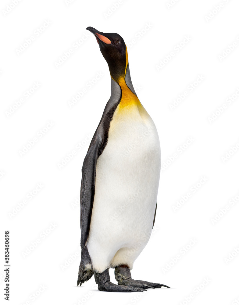 Fototapeta premium King penguin standing in front of a awhite background