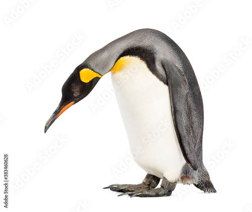 Standing King penguin looking down  isolated