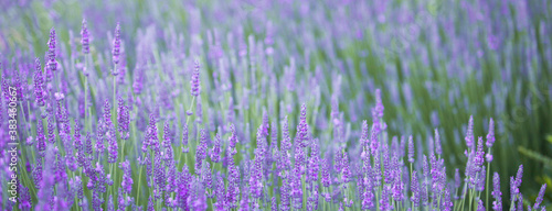 Blooming violet lavender field on sunset sky.