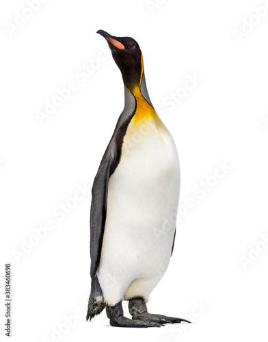 King penguin standing in front of a awhite background