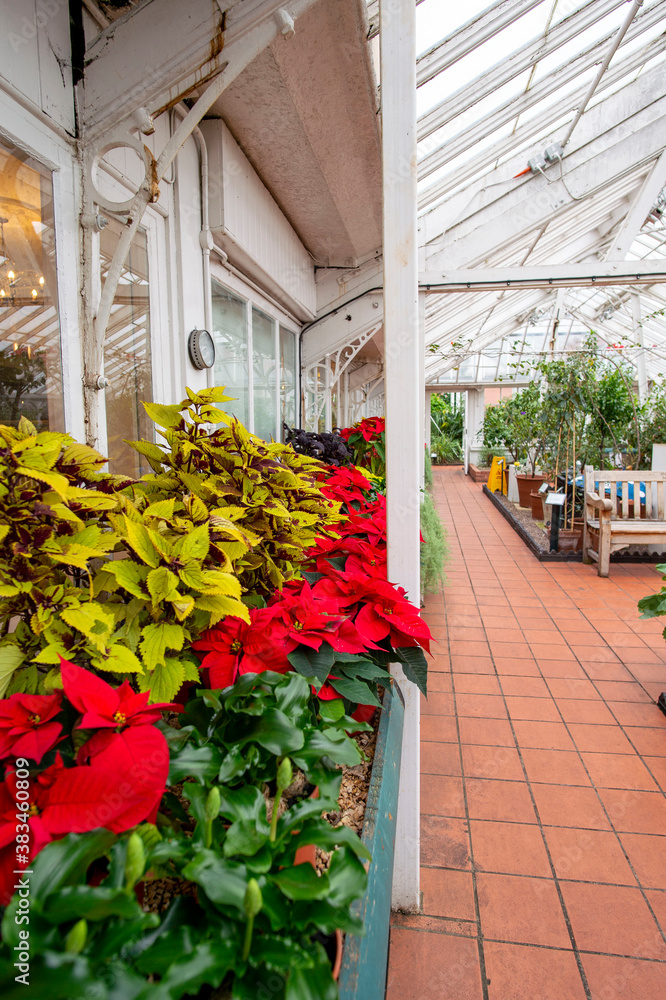 Naklejka premium Birmingham Botanical Gardens West Midlands England UK