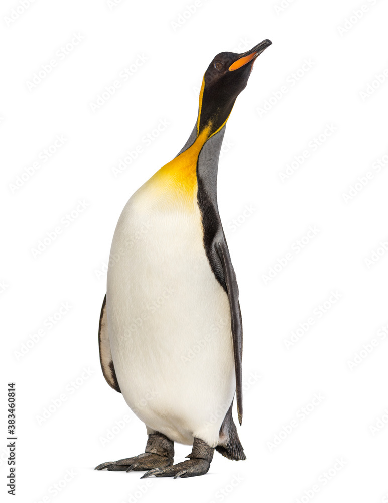 Obraz premium King penguin looking up, isolated on white