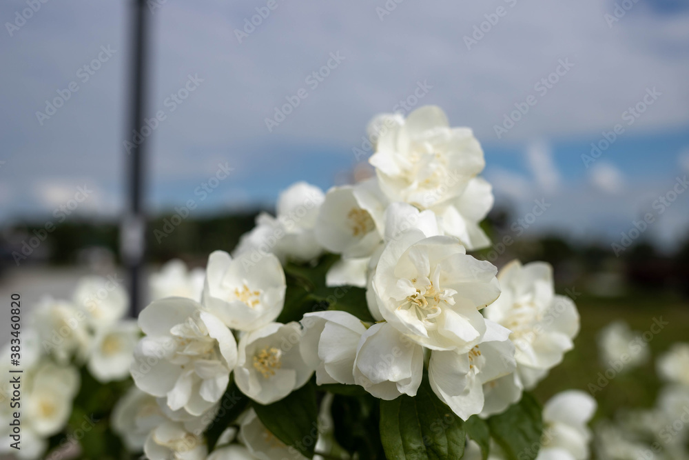 A delicate flower of Philadelphus. Yaroslavl. Beautiful summer day. A delicate flower of Philadelphus. Yaroslavl. Beautiful summer day.