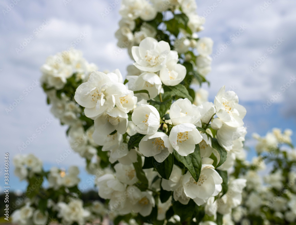 A delicate flower of Philadelphus. Yaroslavl. Beautiful summer day. A delicate flower of Philadelphus. Yaroslavl. Beautiful summer day.