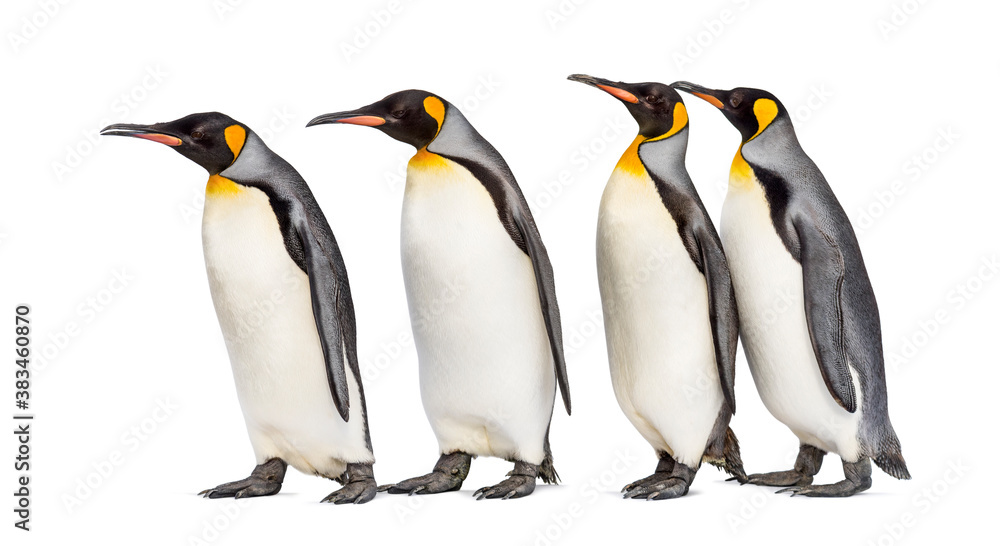 Fototapeta premium Colony of king penguins together, isolated on white