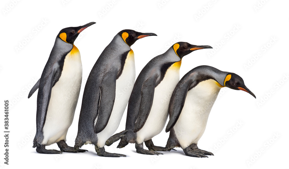 Fototapeta premium Colony of king penguins together, isolated on white