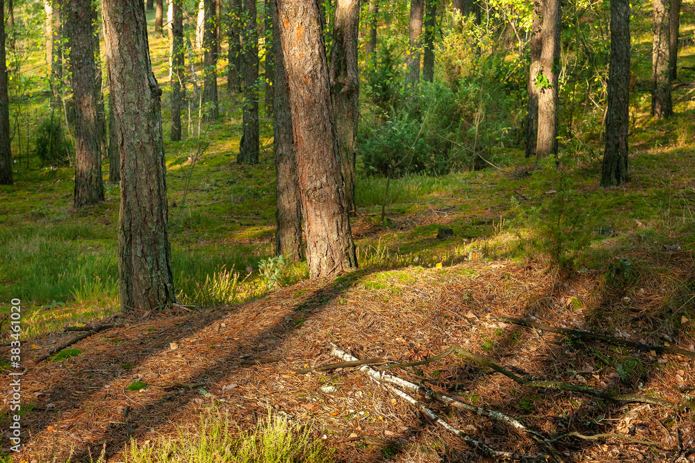 Obraz premium Pine trunks in the light of the autumn morning.