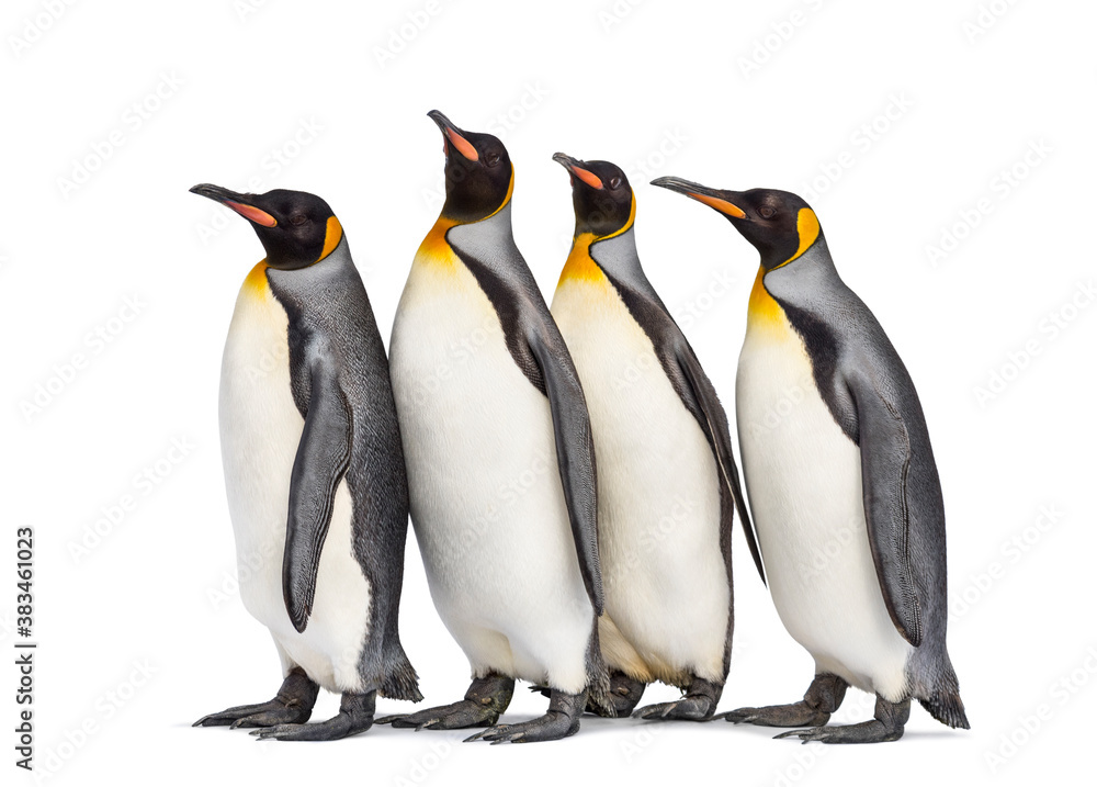 Fototapeta premium Colony of king penguins together, isolated on white