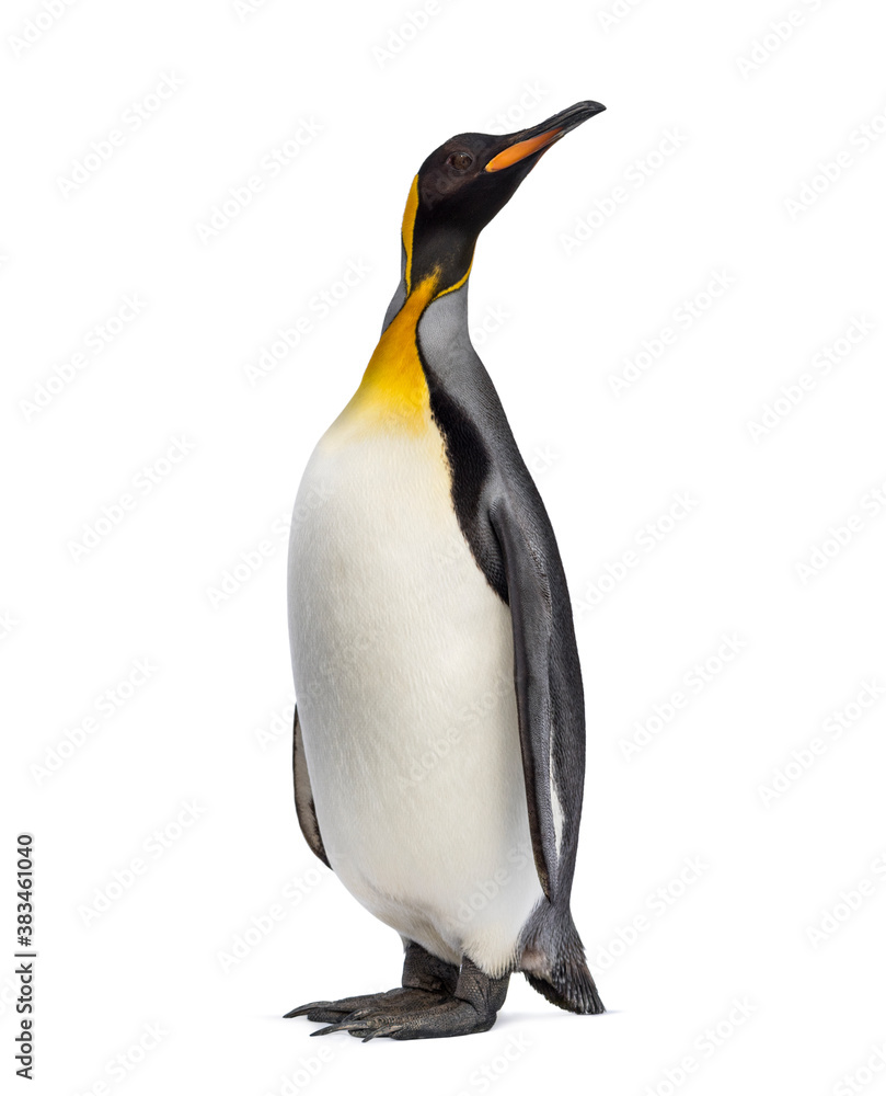Fototapeta premium King penguin looking up, isolated on white