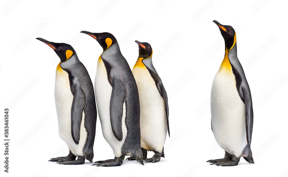 Fototapeta premium Colony of king penguins together, isolated on white