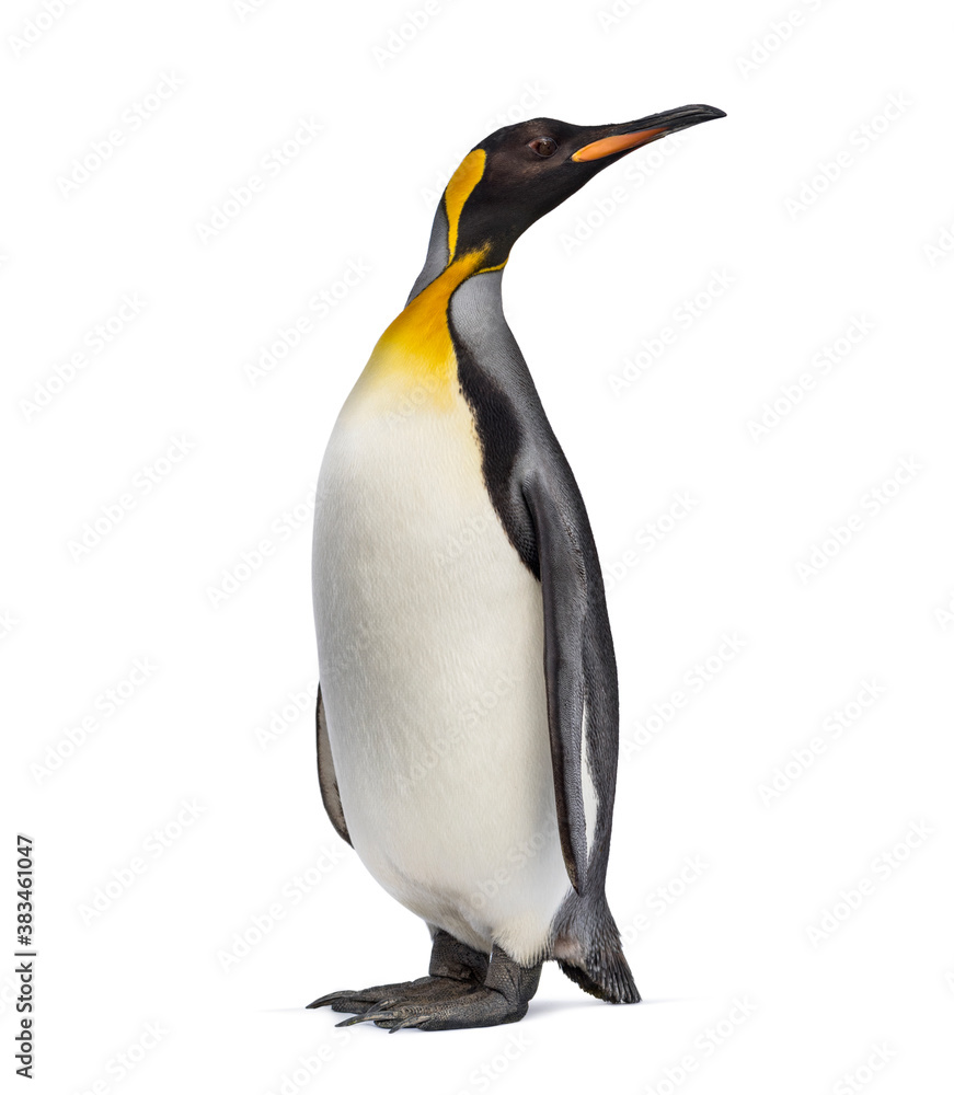 Fototapeta premium King penguin looking up, isolated on white
