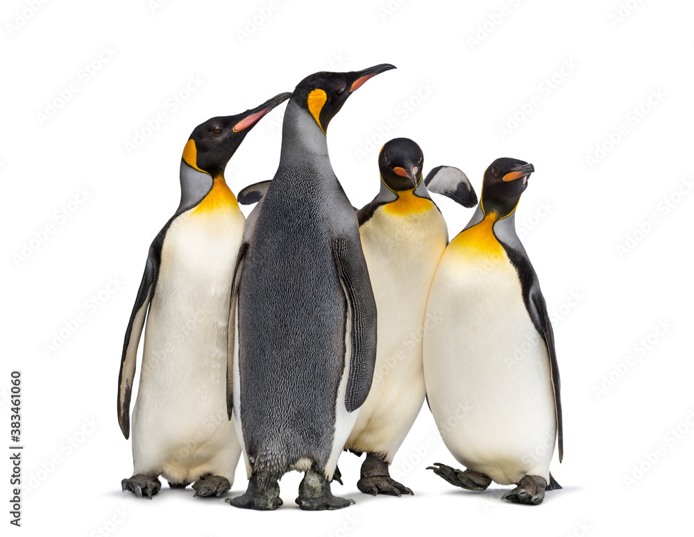 Fototapeta premium Colony of king penguins together, isolated on white