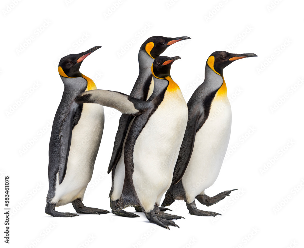 Fototapeta premium Colony of king penguins together, isolated on white